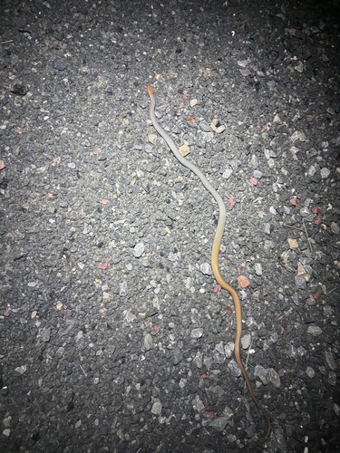 Central Whipsnake sighting