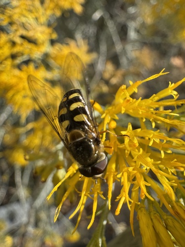 Unknown species found near The University of Utah, Salt Lake City, UT, US