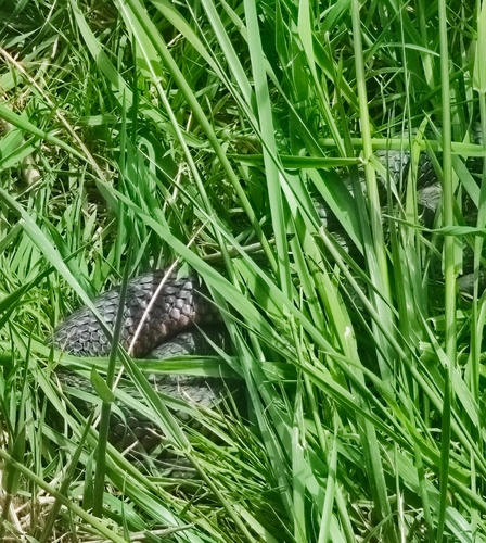 Lowlands Copperhead sighting