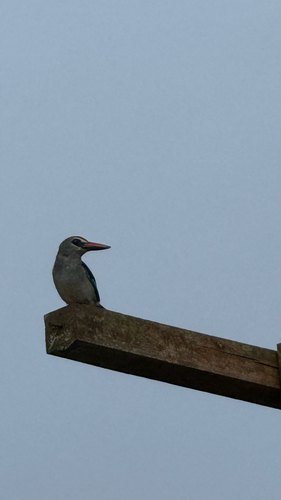 Woodland Kingfisher