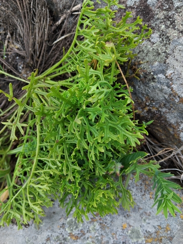Rasp-leaf pelargonium