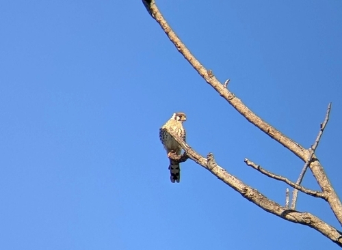 iNaturalist observation photo of American Kestrel