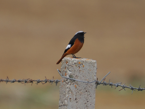 White-winged Redstart