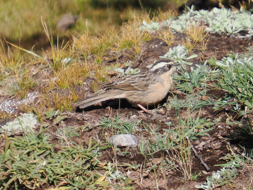Brown Accentor