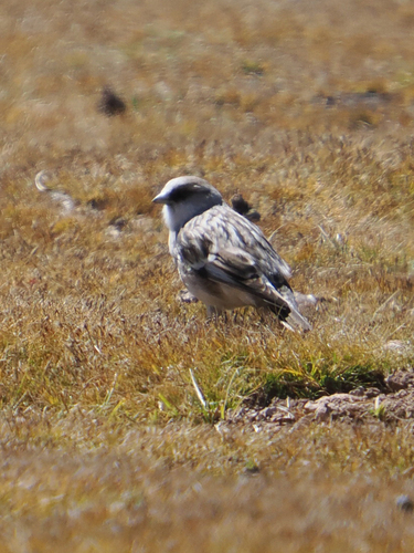 White-rumped Snowfinch