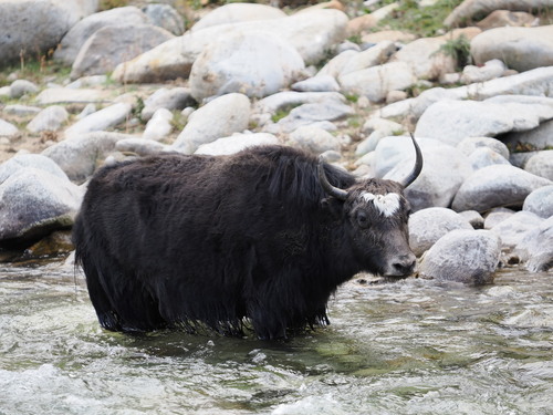 Domestic Yak