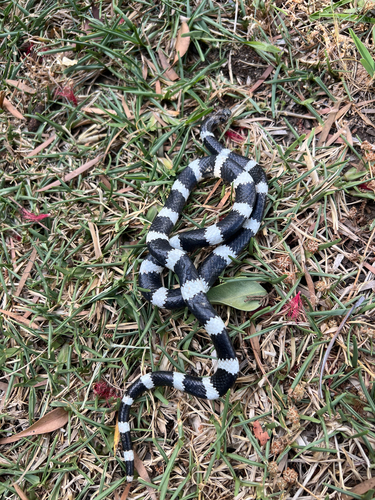 Eastern Bandy Bandy sighting