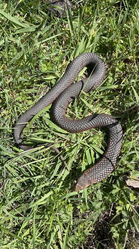 Lowlands Copperhead sighting