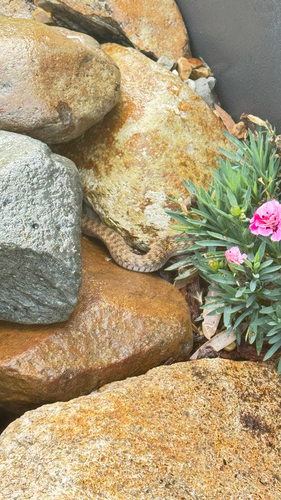 Common keelback sighting
