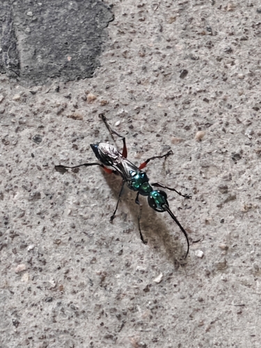 Emerald Cockroach Wasp
