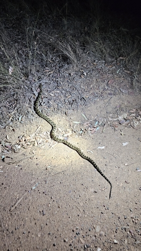 Coastal Carpet Python sighting