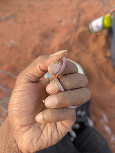 Dark-spined Blind Snake sighting