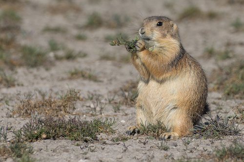 Mexican Prairie Dog