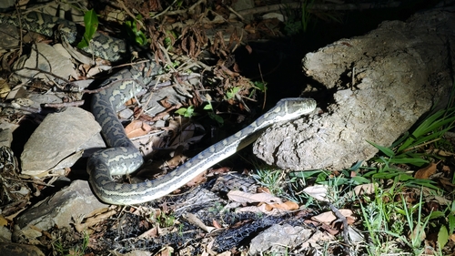 Coastal Carpet Python sighting