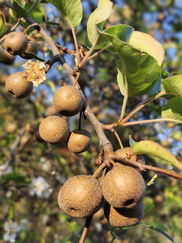 Pyrus pyrifolia
