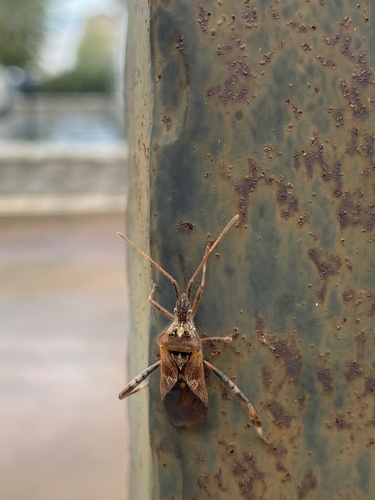 Western Conifer Seed Bug