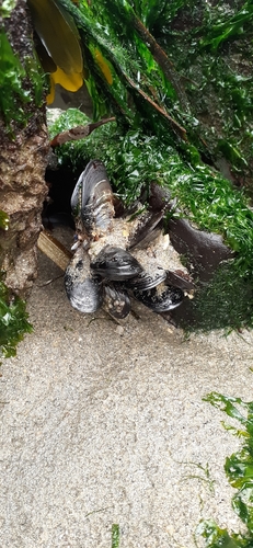 Mytilus galloprovincialis