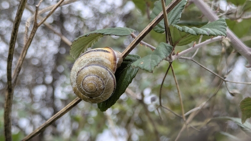 Cepaea nemoralis