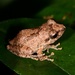 Common Shrub Frog - Photo (c) Nuwan Chathuranga, all rights reserved
