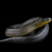 Parker's Ground Snake - Photo (c) Marek David Castel, all rights reserved