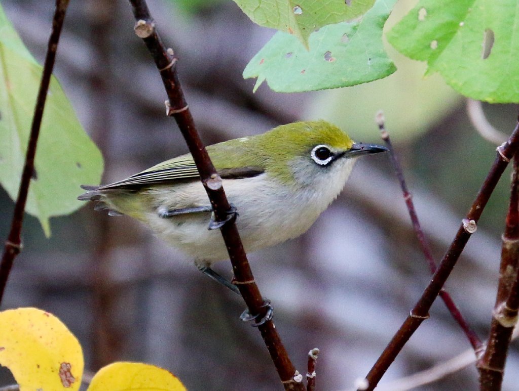 Christmas Island White-eye photo