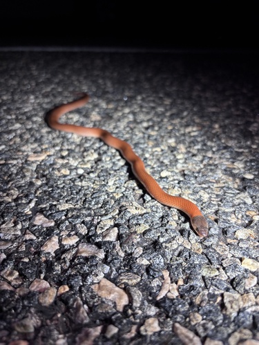 Inland Hooded Snake sighting