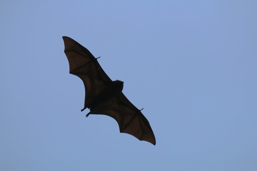 Christmas Island Flying Fox from 6798, Christmas Island on November 28 ...