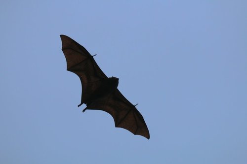 Black-eared Flying Fox (Pteropus melanotus) · iNaturalist