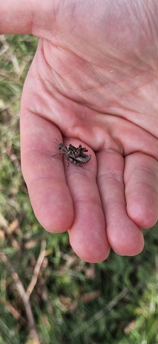 Common Maquis Grasshopper