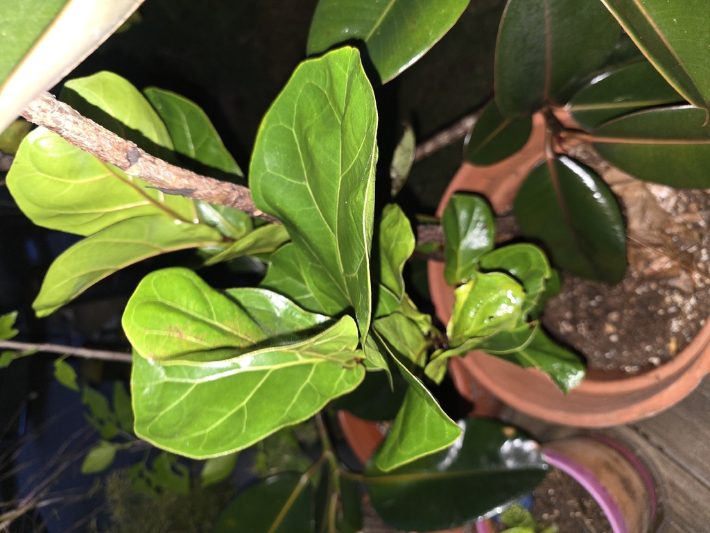 Ficus lyrata
