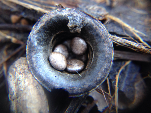 field bird's nest fungus