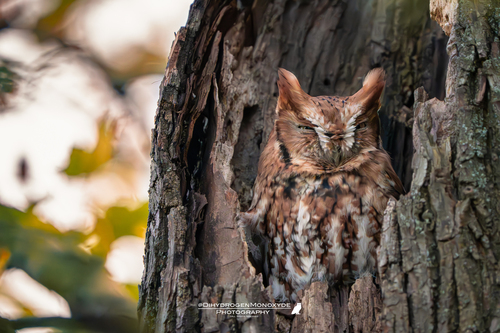 View observation of {o.common_name} on iNaturalist