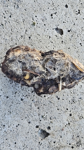 View observation of {o.common_name} on iNaturalist
