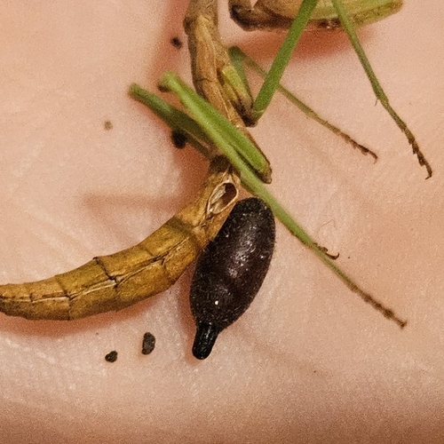 Masiphya confusa