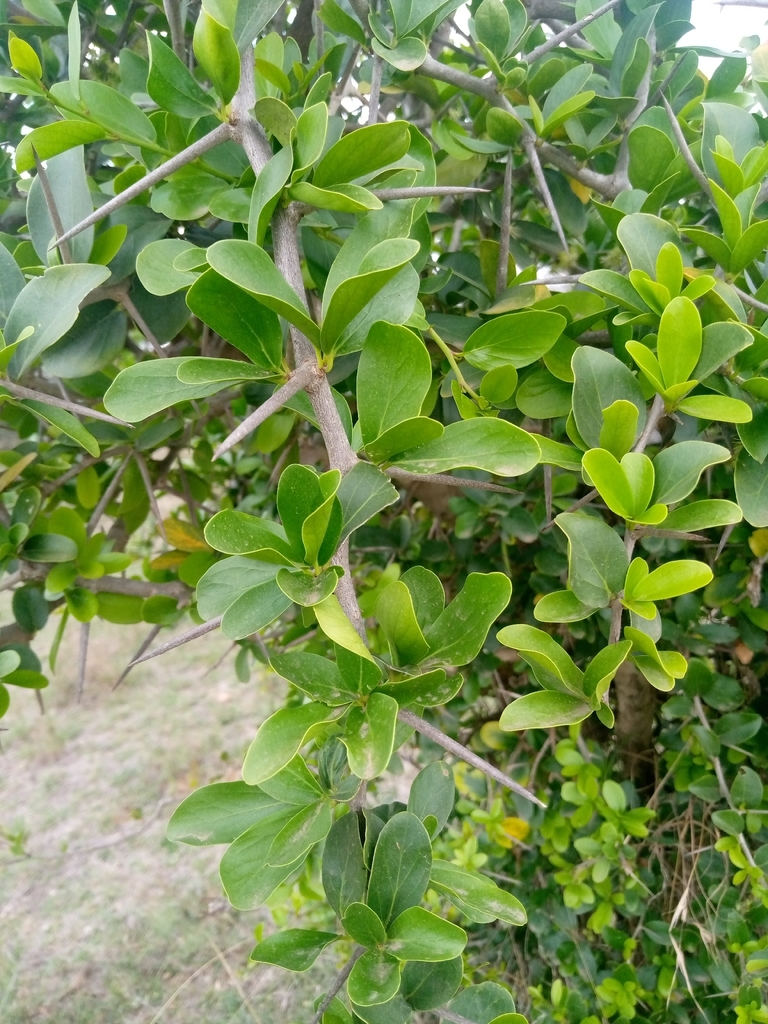 Keyapple Kei-apple from Kajiado East, KE-KJ, KE on October 25, 2025 at 01:24 PM ...