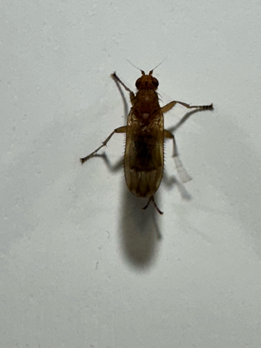 Unknown species found near S Gjertson St, Stoughton, WI, US
