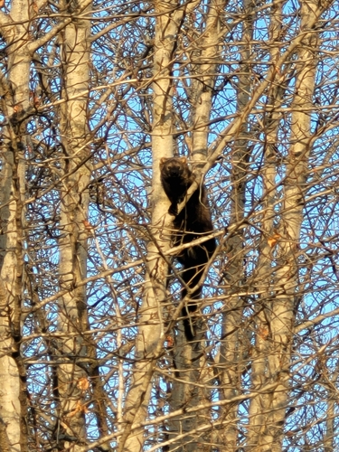 Fisher