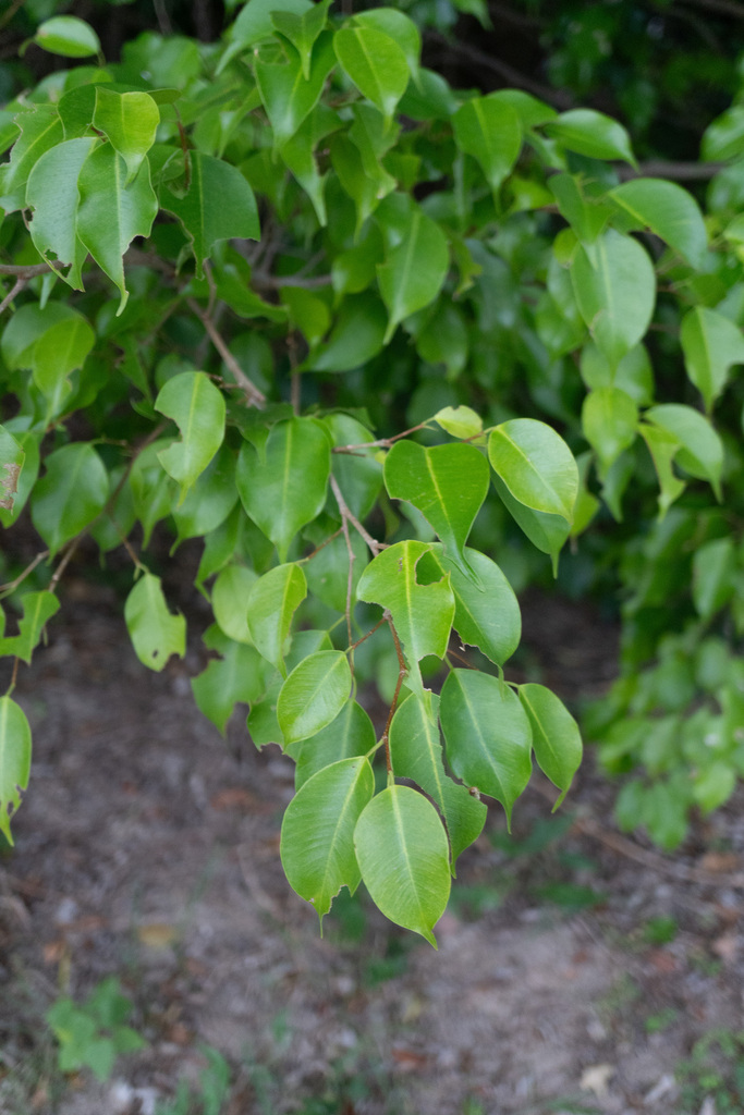 Ficus benjamina
