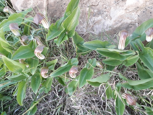 Arisarum vulgare vulgare