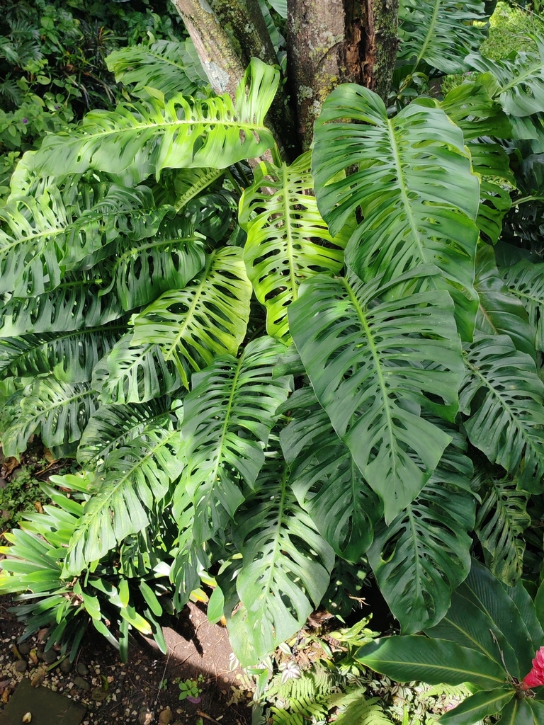 Swiss cheese-plant (Monstera adansonii)  iNaturalist