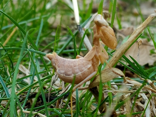 European Dwarf Mantis