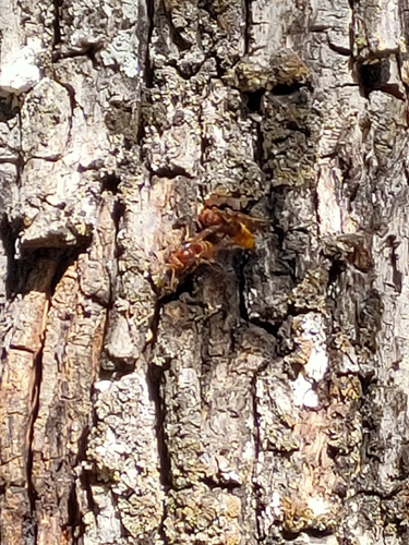 European Hornet