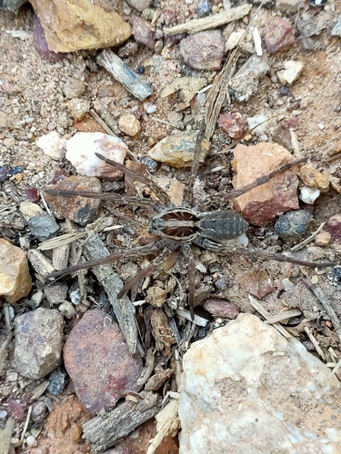 Radiated Wolf Spider