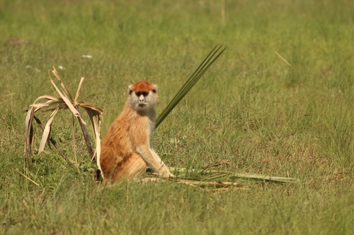 Patas Monkey