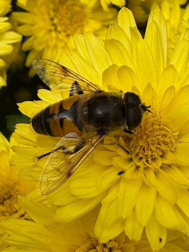 Unknown species found near Kingston Rd, Winston-Salem, NC, US