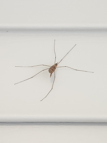 Unknown species found near Beaufort County, US-SC, US