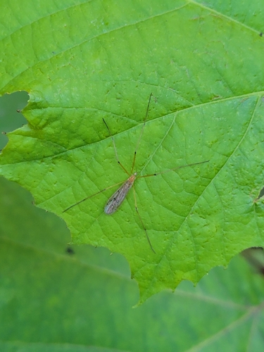 Unknown species found near District of Columbia County, US-DC, US