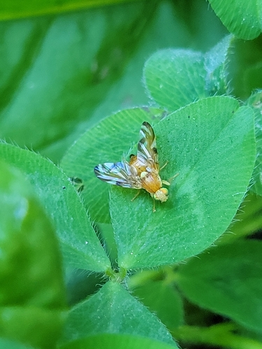 Unknown species found near Rock Creek Park, District of Columbia County, US-DC, US