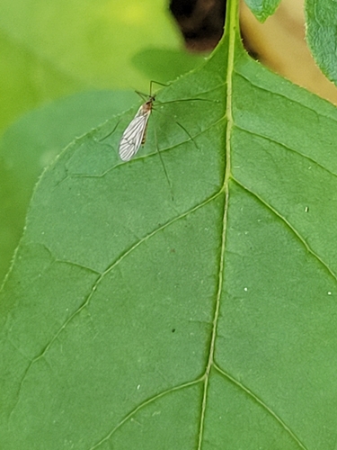 Unknown species found near Rock Creek Park, US-DC, District of Columbia County, US
