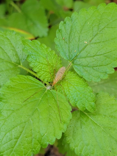 Unknown species found near District of Columbia County, US-DC, US
